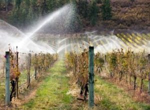 Irrigation sprinklers watering an organic merlot vineyard at a winery located on the Black Sage Bench in the Okanagan Valley near Oliver, British Columbia, Canada. (Irrigation sprinklers watering an organic merlot vineyard at a winery located on the B